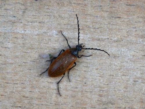 Pseudocistela ceramboides